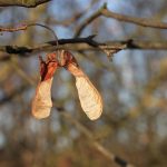 Myopathie atypique : bilan au 7 décembre 2018