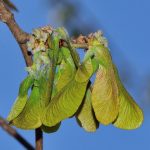 Myopathie atypique : bilan au 31 mars 2017
