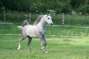 Cheval Arabe galopant