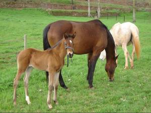 Chevaux et poulain