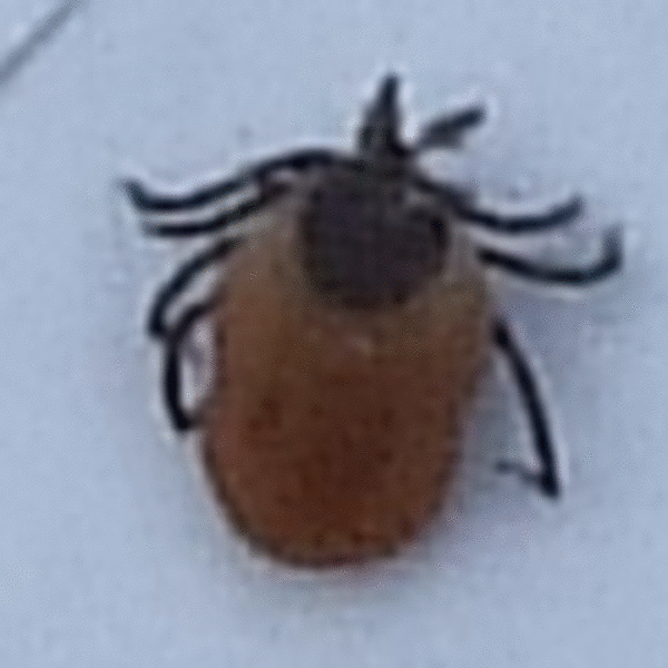 Tique, 1,5mm de long