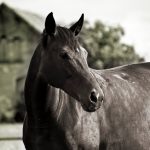 Appel à la vigilance : foyers de grippe équine au 4 janvier 2019
