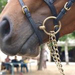 Épizootie d&rsquo;herpèsviroses : suivi n°6 au 1er juin 2018