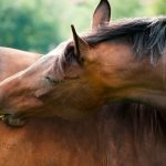 Syndrome « Piro-Like » : bilan d&rsquo;août 2018