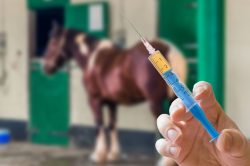 vaccination des équidés pendant le confinement