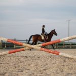 Epizootie d&rsquo;herpèsviroses : suivi n°8 au 14 juin 2018