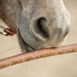 Appel à la vigilance : foyers d&rsquo;herpèsviroses type 1 (HVE1) au 30 mars 2018