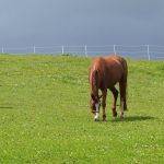 Myopathie atypique : bilan au 21 avril 2017
