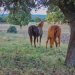Syndrome « Piro-Like » : bilan de septembre 2016