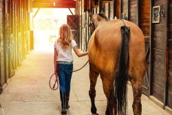 Sortie cheval en longe