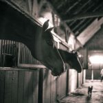 Le RESPE sera aux côtés de la filière équine normande à l&rsquo;occasion de la FENO, Festival de l&rsquo;Excellence Normande le 12 au 14 avril 2019 à Caen