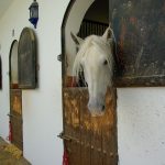 Communiqué France Galop : suivi du foyer de rhinopneumonie à forme nerveuse de Pau le 14 avril 2017