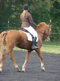 DERE - cheval guéri