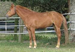 DERE - cheval guéri
