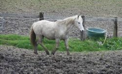Cheval au pré