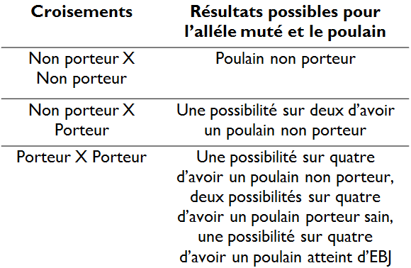 Croisements des équidés