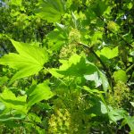 Myopathie Atypique – Bilan au 10 avril 2017