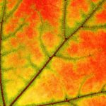 Myopathie atypique : bilan au 22 octobre 2018