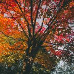 Myopathie atypique : bilan au 26 octobre 2018