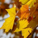 Myopathie atypique : bilan au 21 novembre 2016
