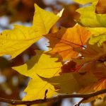 Myopathie atypique : bilan au 18 décembre 2017