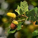 Appel à la vigilance : intoxication par les glands dans le Calvados (14) et en Loire-Atlantique (44) au 3 octobre 2017