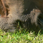 Épizootie de grippe équine : suivi n°1 au 18 janvier 2019