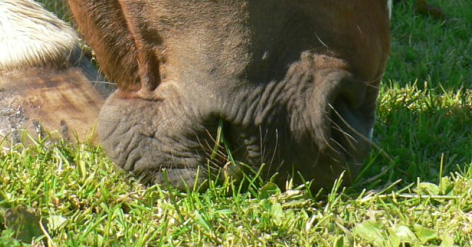 Ingestion d'herbe chez le cheval