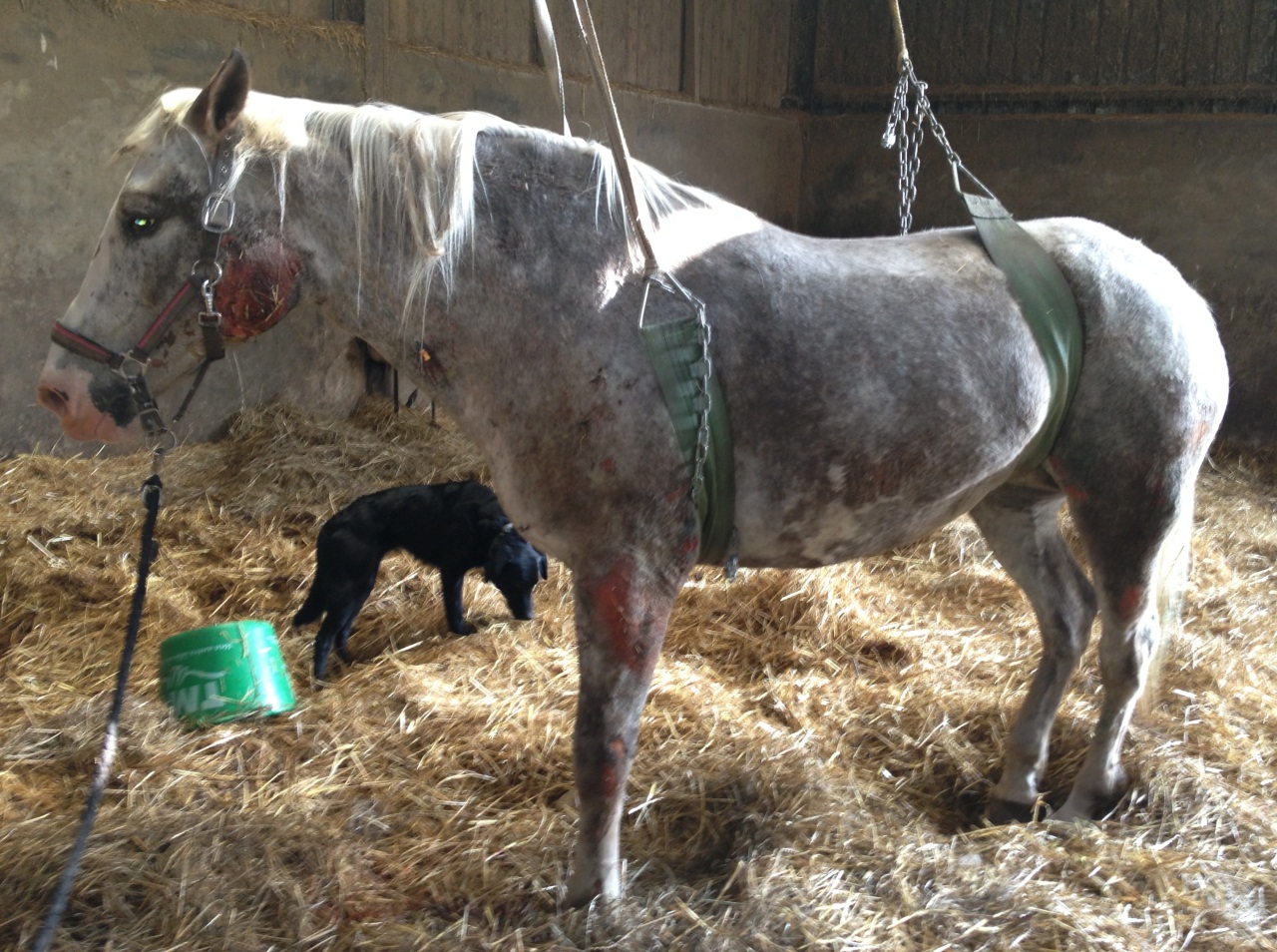Cheval atteint d'HVE