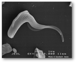 L’agent de la dourine, Trypanosoma equiperdum, est un protozoaire flagellé