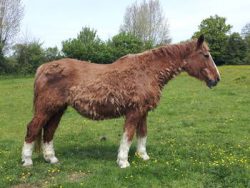 Cheval au pelage hirsute du au syndrome de Cushing