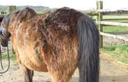 Cheval atteint du syndrome de Cushing