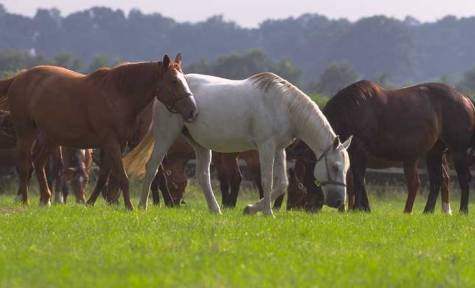 Chevaux dans un paturage