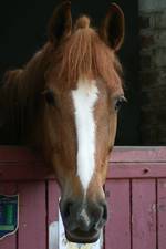 Cheval box