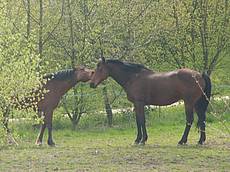 Chevaux dans un pré