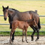 Reproduction – Saison de monte 2018 : rapport au 31/03/2018