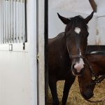 Reproduction – Saison de monte 2017 : bilan annuel
