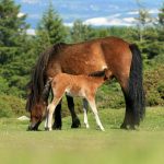 Reproduction – Saison de monte 2018 : rapport au 30/06/2018