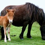 Bilan Reproduction RESPE – Au 31 mars 2019