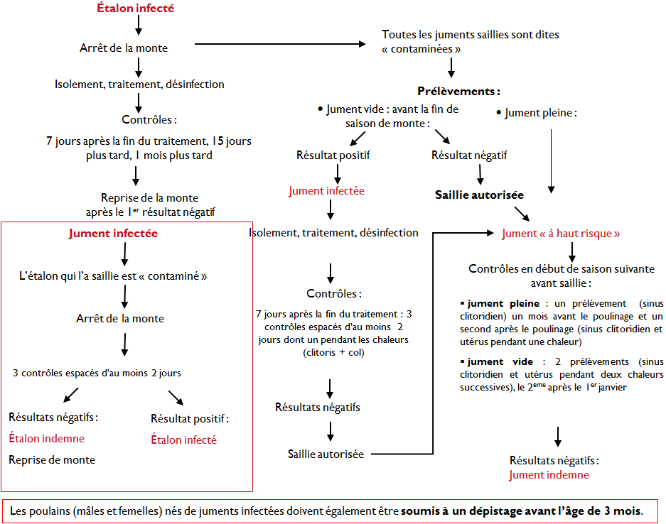 Gestion des cas positifs (annexe sanitaire du Stud-Book Pur-Sang)
