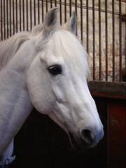 Poney New-Forest