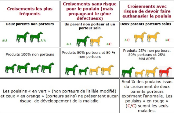 Mode de transmission d’une maladie récessive autosomique