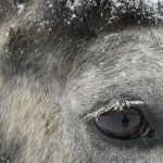 Communiqué France Galop : cas de fièvre avec atteinte nerveuse à HVE1 – Pau
