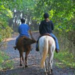 Deuxième appel à la vigilance : foyers d&rsquo;herpèsviroses type 1 (HVE1) au 12 avril 2018