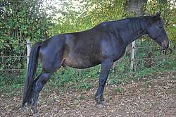 Le cheval présente des difficultés à se déplacer