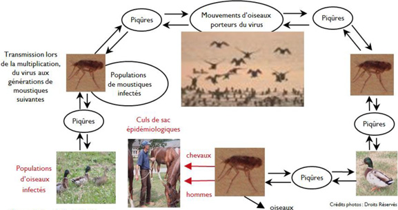 transmission du virus de la fièvre de West-Nile