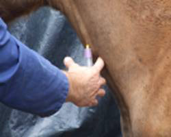 cheval prélèvement sanguin