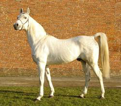 cheval gêne SCID dépistage