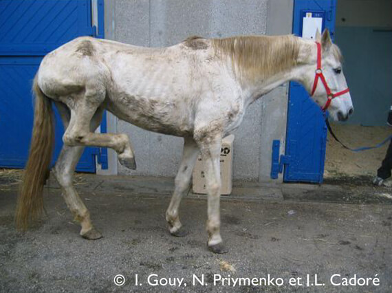 Cheval atteint de harper australien