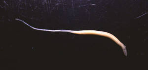 oxyure parasite